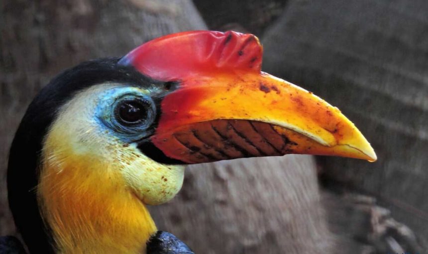 5 Fascinating Facts About the Ground Hornbill