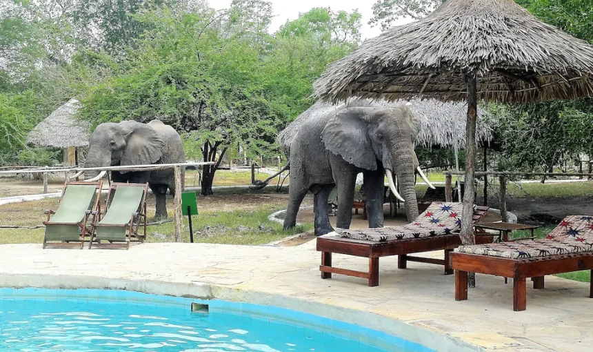 10 Best Nyerere (Selous) Luxury Safari Lodges & Camps for an Unforgettable Experience