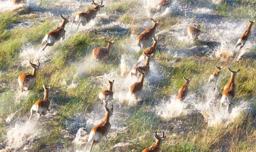 10 Fascinating Facts About the Okavango Delta: Africa’s Ultimate Wilderness