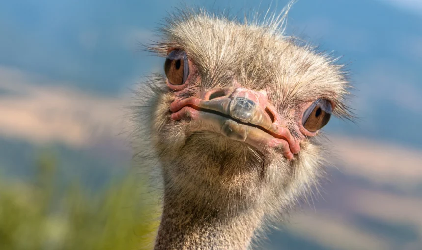 5 Fascinating Facts About the Ostrich