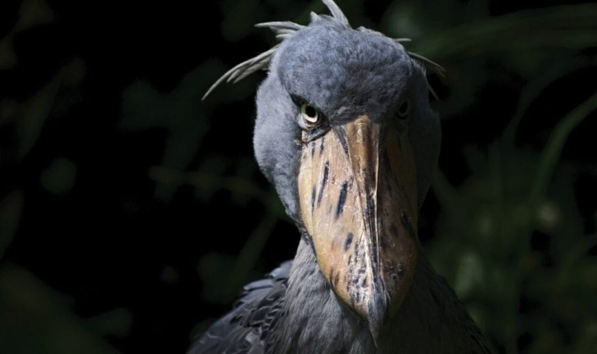 5 Fascinating Facts About the Shoebill
