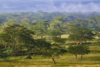 Acacia Woodlands