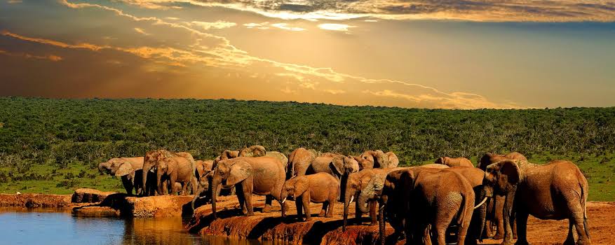Addo Elephant National Park