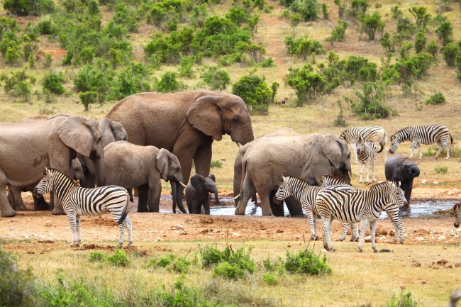Addo Elephant National Park