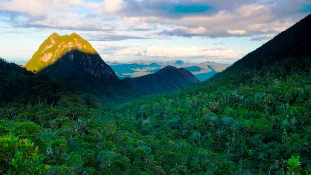 Ambodilaitry Forest