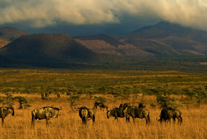 Amboseli Ecosystem