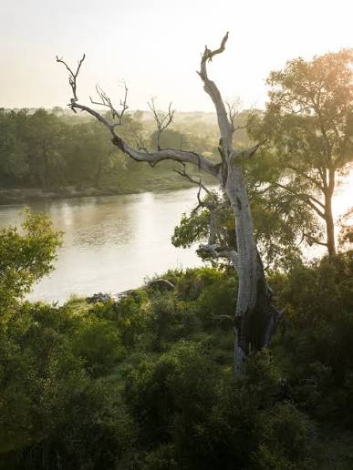 Ancient Riverine Forests