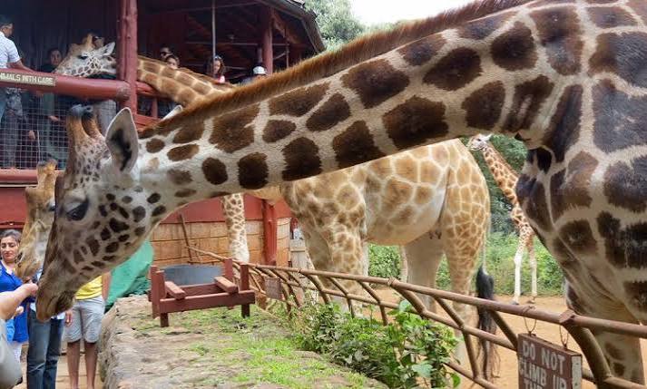 Animal Orphanage