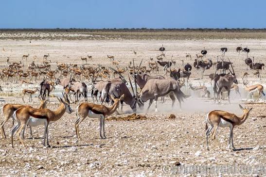 Aus Waterhole