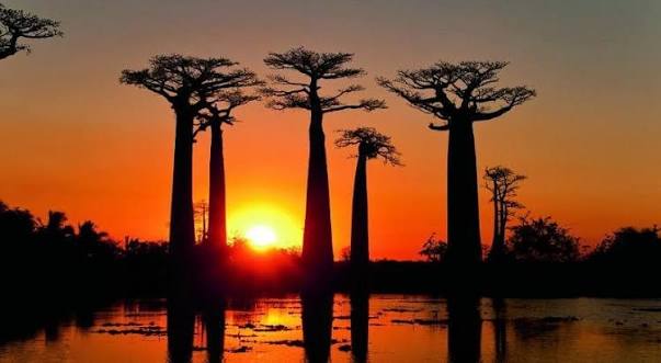 Avenue of the Baobabs