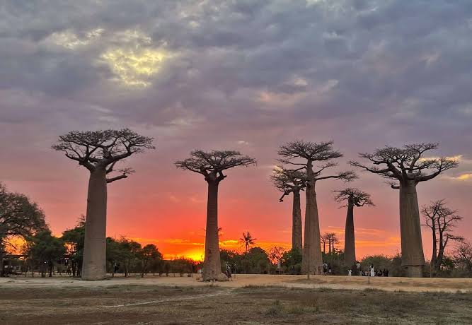 Avenue of the Baobabs