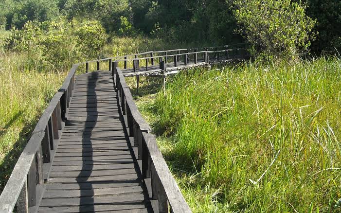 Bamboo Thicket Walk