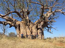 Baobab Clusters