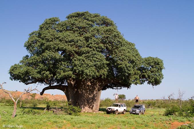Baobab Forest