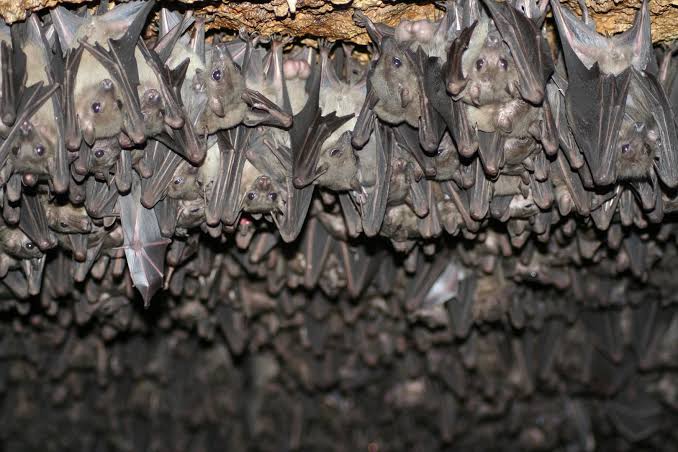 Bat Cave in Maramagambo