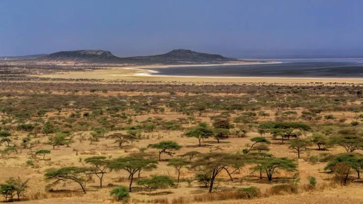 Bena Plains