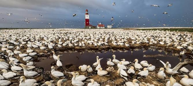 Bird Island Marine Protected Area