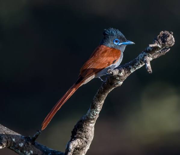Birdwatcher’s Paradise