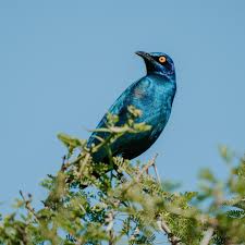 Birdwatching Areas