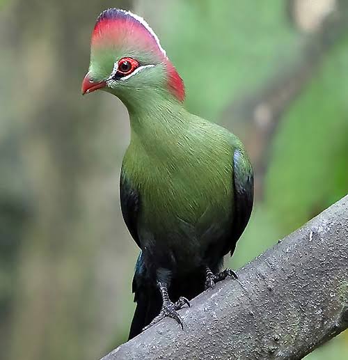 Birdwatching Hotspots