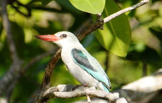 Birdwatching Hotspots