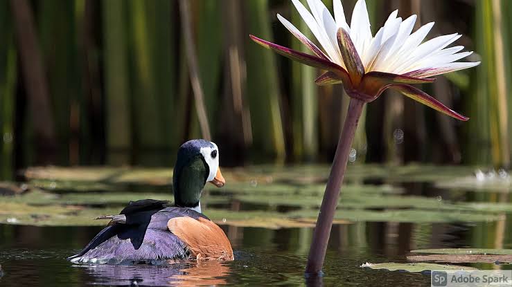 Birdwatching Hotspots