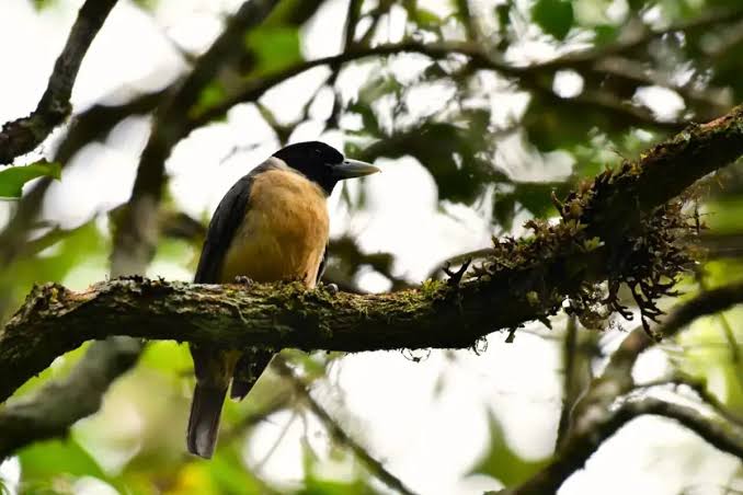Birdwatching Hotspots