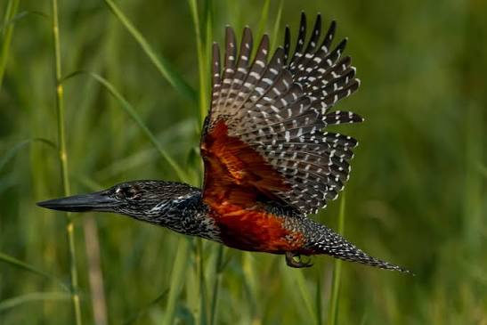 Birdwatching Hotspots
