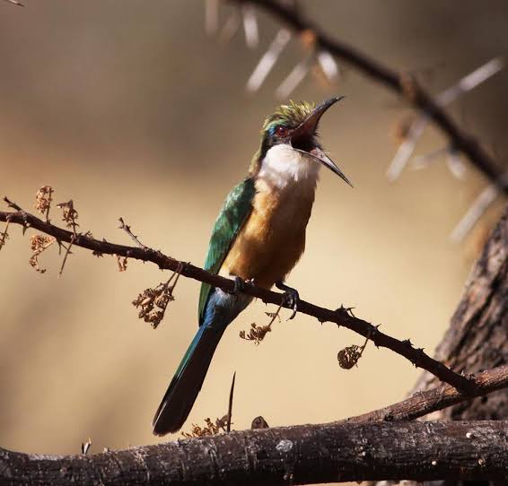 Birdwatching Hotspots