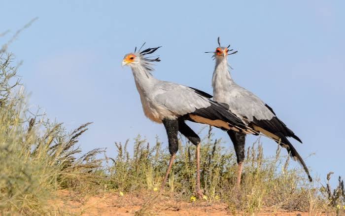 Birdwatching Zones