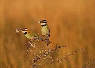 Birdwatching Zones