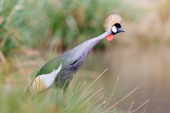 Birdwatching Zones