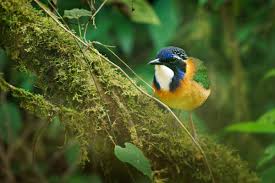 Birdwatching Zones