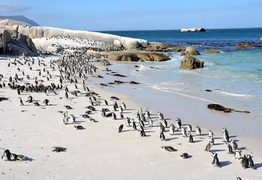 Boulders Beach