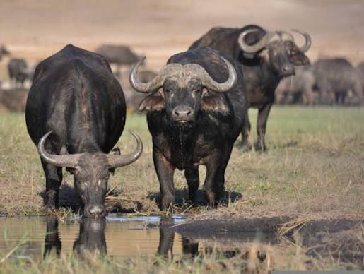 Buffalo Herd Plains