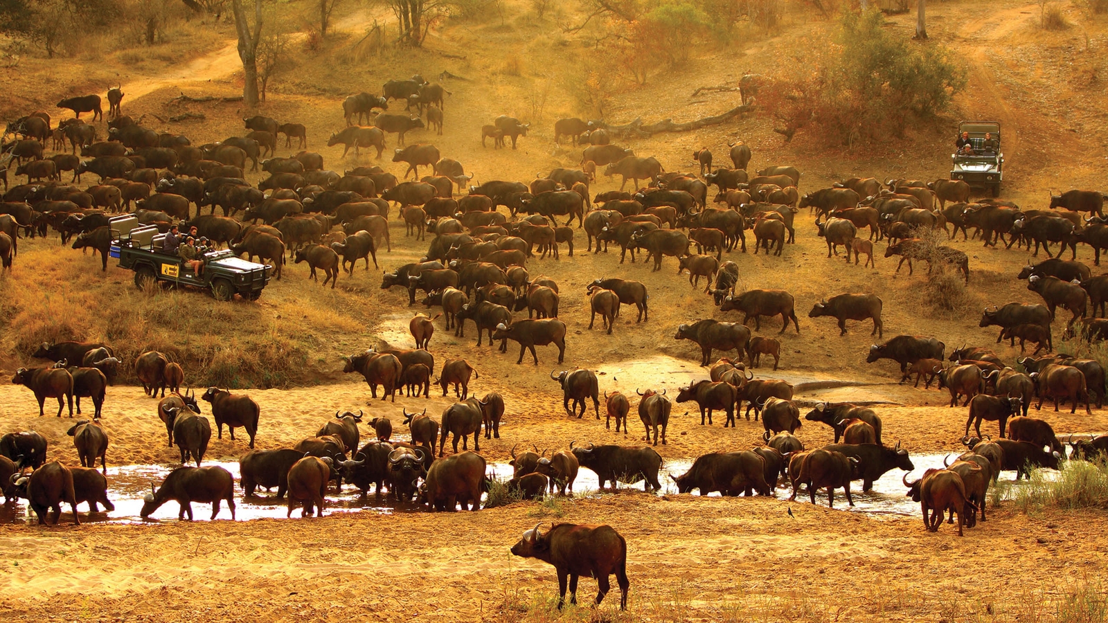 Buffalo Plains