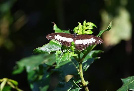 Butterfly Viewing Areas