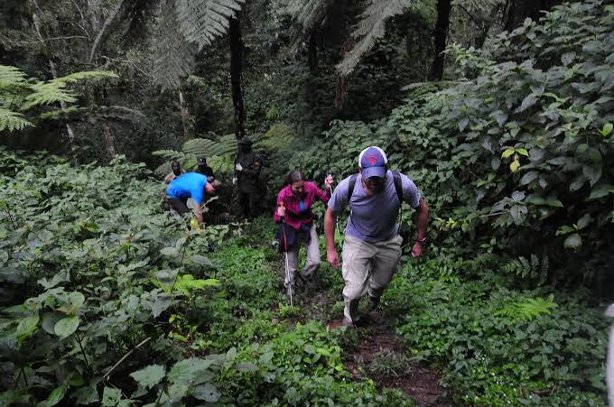 Bwindi Forest Nature Walks