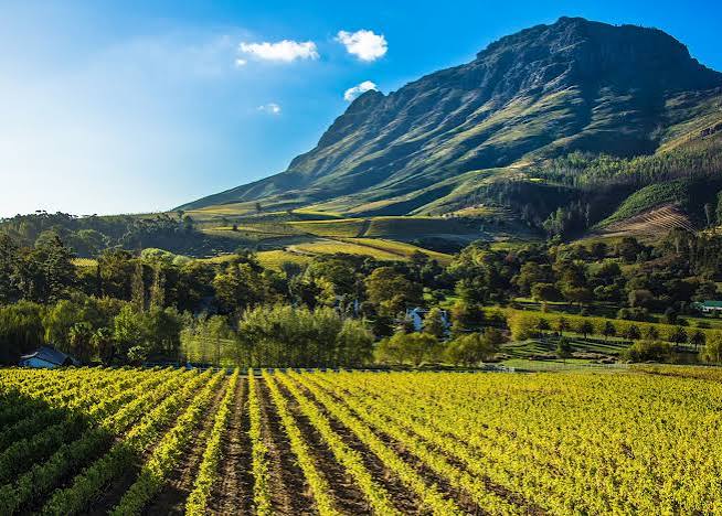 Cape Winelands
