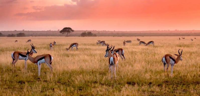 Central Grasslands