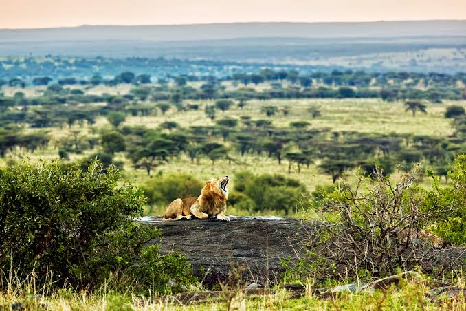 Central Serengeti Plains