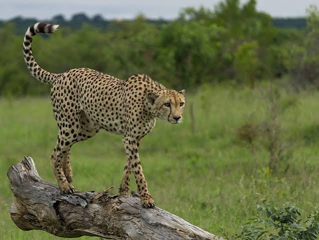 Cheetah Plains