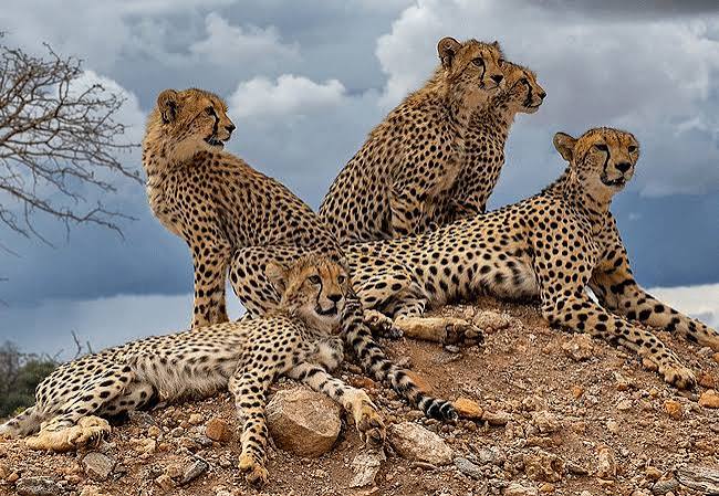 Cheetah Territory