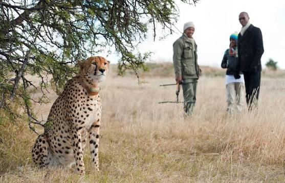 Cheetah Tracking Zones
