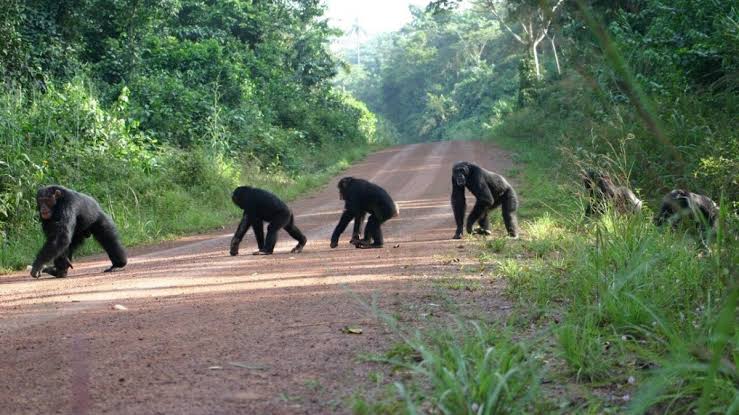 Chimpanzee Habituation Experience Area