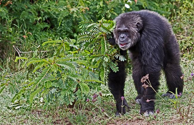 Chimpanzee Tracking in Semliki