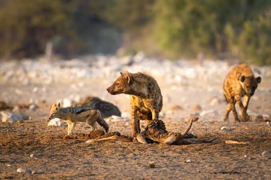 Chudop Waterhole