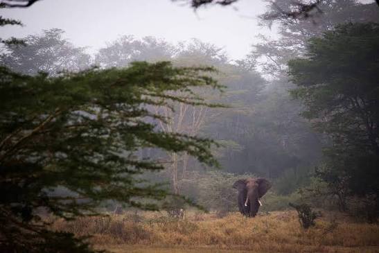 Chyulu Cloud Forest