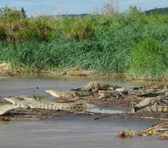 Crocodile Market