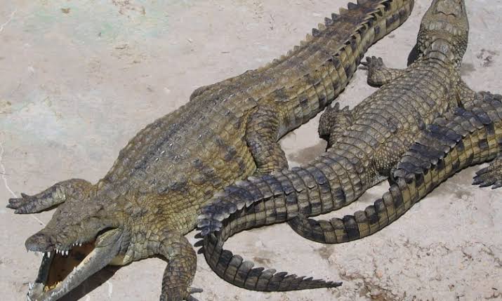 Crocodile Point